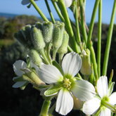 Heliophila linearis var. reticulata